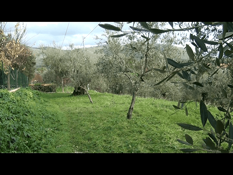 SERVIZIO TG – LAZIO TERRE DELL’OLIO