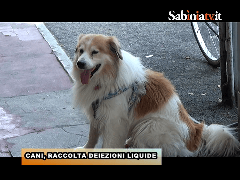 CANI, RACCOLTA DEIEZIONI LIQUIDE