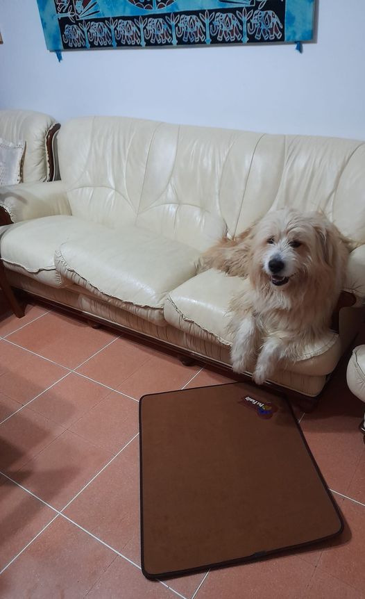 ECCO THOR, IL CANE SALVATO NEI GIORNI DI PIENA DEL TURANO. E’ TORNATO A CASA!