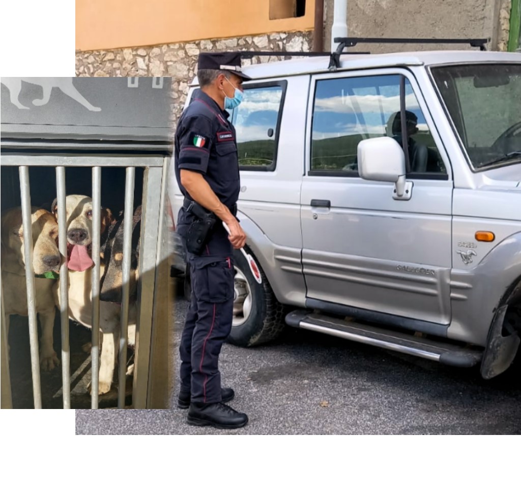 MALTRATTAMENTO DI ANIMALI, SEQUESTRATI 15 CANI SEGUGIO