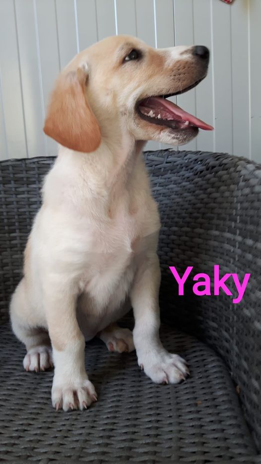 YAKY SI TROVA AL CANILE DI RIETI E ASPETTA ADOZIONE