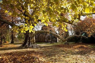 Presentato il libro “Alberi: etimologia, storia, miti e leggende”