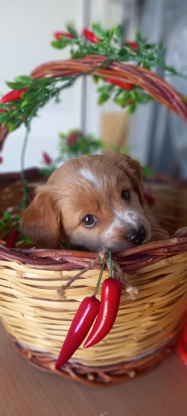 FIERA PEPERONCINO, UN’ OCCASIONE PER AIUTARE I CANI DEL CANILE SANITARIO