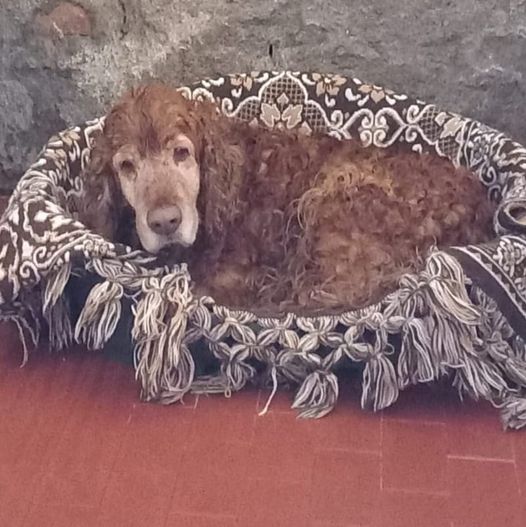 CAGNOLONE CON CHIP, NON SI RIESCE A CONTATTARE IL PROPRIETARIO. CHI LO CONOSCE?