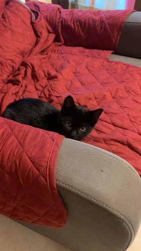 CHI HA SMARRITO QUESTA GATTINA? TROVATA A CAMPOLONIANO