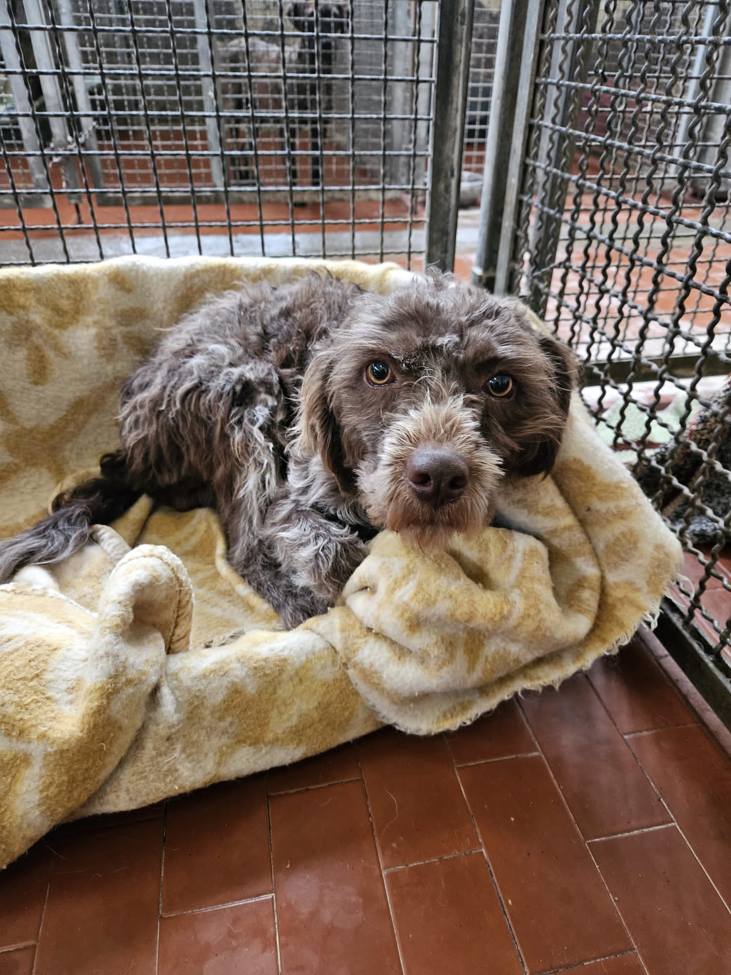 MA CHE BELLO QUESTO LAGOTTO! E’ AL CANILE SANITARIO DI RIETI…