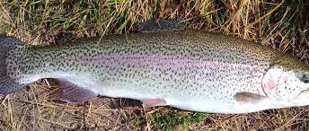 PESCA, NEL LAZIO AUTORIZZATA IMMISSIONE TROTA IRIDEA