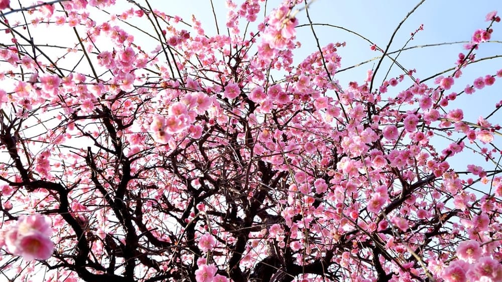 BIZZARRA PRIMAVERA