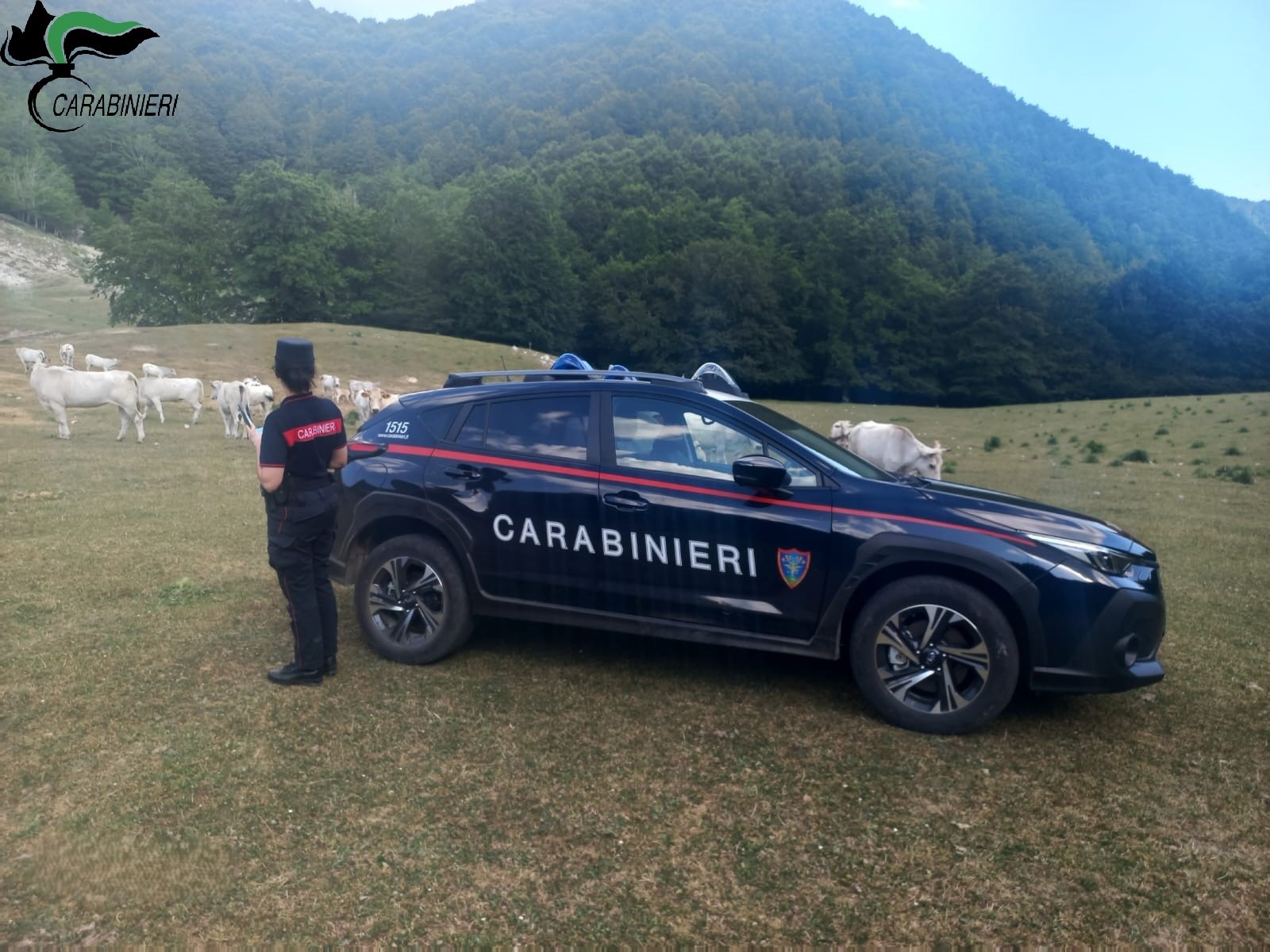 Poggio Bustone: intervento dei Carabinieri Forestali per il contrasto al pascolo abusivo