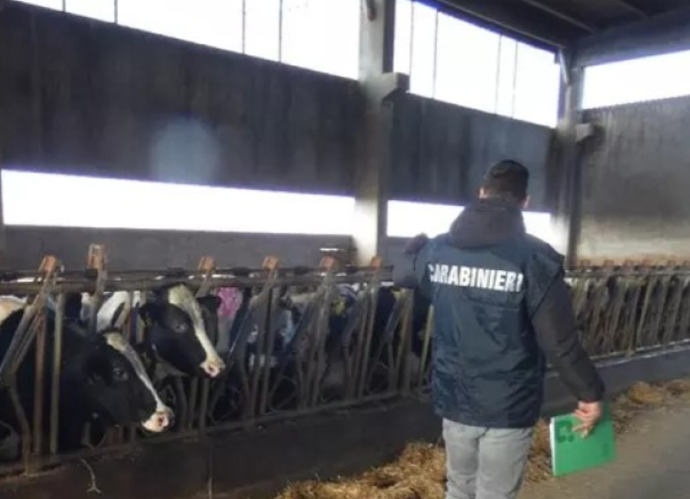 LATTE CONSEGNATO PER MESI SENZA RICEVERE IL PAGAMENTO: COOPERATIVA DENUNCIATA DAI CARABINIERI R TRUFFA
